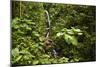 Waterfall at Arenal Hanging Bridges Where the Rainforest Is Accessible Via Walkways-Rob Francis-Mounted Photographic Print