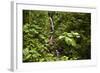 Waterfall at Arenal Hanging Bridges Where the Rainforest Is Accessible Via Walkways-Rob Francis-Framed Photographic Print