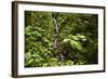 Waterfall at Arenal Hanging Bridges Where the Rainforest Is Accessible Via Walkways-Rob Francis-Framed Photographic Print