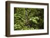 Waterfall at Arenal Hanging Bridges Where the Rainforest Is Accessible Via Walkways-Rob Francis-Framed Premium Photographic Print