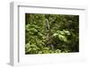 Waterfall at Arenal Hanging Bridges Where the Rainforest Is Accessible Via Walkways-Rob Francis-Framed Premium Photographic Print