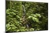 Waterfall at Arenal Hanging Bridges Where the Rainforest Is Accessible Via Walkways-Rob Francis-Mounted Premium Photographic Print