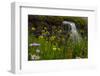 Waterfall behind wildflowers. Glacier National Park. Montana. Usa.-Tom Norring-Framed Photographic Print