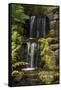 Waterfall, Crystal Springs Rhododendron Garden, Portland, Oregon, USA-Michel Hersen-Framed Stretched Canvas