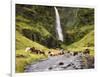 Waterfall Horses II-PHBurchett-Framed Photographic Print