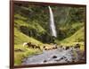 Waterfall Horses II-PHBurchett-Framed Photographic Print