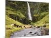Waterfall Horses II-PHBurchett-Mounted Photographic Print