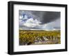 Waterfall Hraunfossar with colorful foliage during fall. Northern Iceland-Martin Zwick-Framed Photographic Print