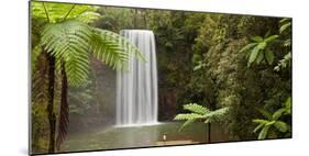 Waterfall in a Forest, Millaa Millaa Falls, Atherton Tableland, Queensland, Australia-null-Mounted Photographic Print