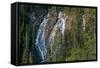 Waterfall in forest, Grassi Falls, Canmore, Alberta, Canada-null-Framed Stretched Canvas