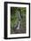 Waterfall in Mistico Hanging Bridges Park, Costa Rica.-Michele Niles-Framed Photographic Print