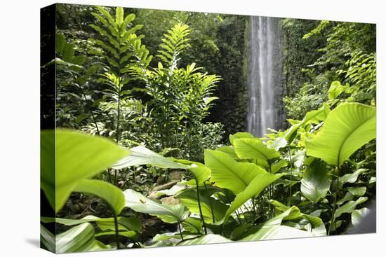 Waterfall in Rain Forest, Jurong Bird Park, Singapore-Angelo Cavalli-Stretched Canvas