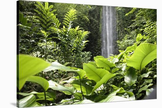 Waterfall in Rain Forest, Jurong Bird Park, Singapore-Angelo Cavalli-Stretched Canvas