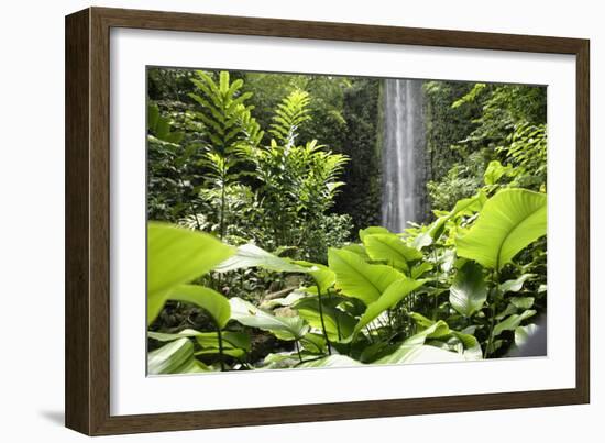 Waterfall in Rain Forest, Jurong Bird Park, Singapore-Angelo Cavalli-Framed Photographic Print