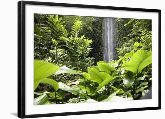 Waterfall in Rain Forest, Jurong Bird Park, Singapore-Angelo Cavalli-Framed Photographic Print