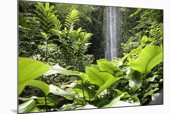 Waterfall in Rain Forest, Jurong Bird Park, Singapore-Angelo Cavalli-Mounted Photographic Print