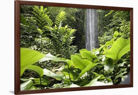 Waterfall in Rain Forest, Jurong Bird Park, Singapore-Angelo Cavalli-Framed Photographic Print