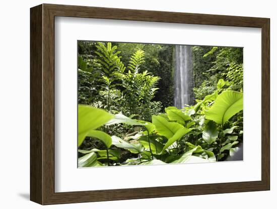 Waterfall in Rain Forest, Jurong Bird Park, Singapore-Angelo Cavalli-Framed Photographic Print