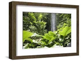 Waterfall in Rain Forest, Jurong Bird Park, Singapore-Angelo Cavalli-Framed Photographic Print