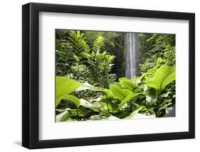 Waterfall in Rain Forest, Jurong Bird Park, Singapore-Angelo Cavalli-Framed Photographic Print