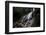 Waterfall in the Remote Highlands of Guatemala-Steven Gnam-Framed Photographic Print