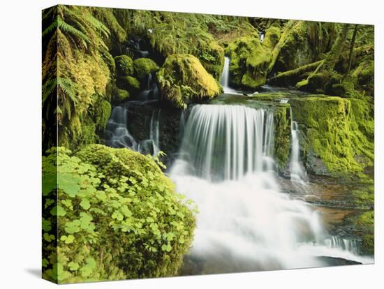 Waterfall in Willamette National Forest, Oregon, USA-Stuart Westmoreland-Stretched Canvas