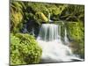 Waterfall in Willamette National Forest, Oregon, USA-Stuart Westmoreland-Mounted Photographic Print