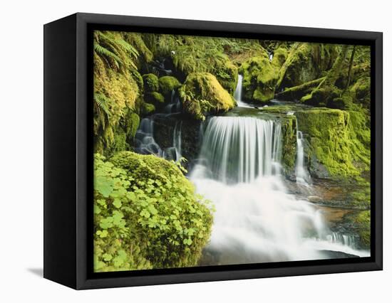 Waterfall in Willamette National Forest, Oregon, USA-Stuart Westmoreland-Framed Stretched Canvas