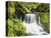 Waterfall in Willamette National Forest, Oregon, USA-Stuart Westmoreland-Stretched Canvas