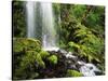 Waterfall, Mt Hood National Forest, Columbia Gorge Scenic Area, Oregon, USA-Stuart Westmorland-Stretched Canvas