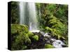 Waterfall, Mt Hood National Forest, Columbia Gorge Scenic Area, Oregon, USA-Stuart Westmorland-Stretched Canvas