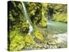 Waterfall Near Graves Creek, Olympic National Park, Washington, USA-Stuart Westmoreland-Stretched Canvas