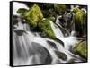 Waterfall, Olympic National Park, Washington, USA-Tom Norring-Framed Stretched Canvas