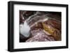 Waterfall on a Stream in Glacier National Park, Glacier County, Montana-Steven Gnam-Framed Photographic Print