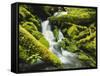 Waterfall over Moss Covered Rock, Olympic National Park, Washington, USA-Stuart Westmoreland-Framed Stretched Canvas