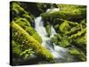 Waterfall over Moss Covered Rock, Olympic National Park, Washington, USA-Stuart Westmoreland-Stretched Canvas