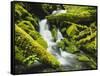 Waterfall over Moss Covered Rock, Olympic National Park, Washington, USA-Stuart Westmoreland-Framed Stretched Canvas