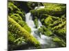 Waterfall over Moss Covered Rock, Olympic National Park, Washington, USA-Stuart Westmoreland-Mounted Photographic Print