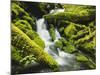 Waterfall over Moss Covered Rock, Olympic National Park, Washington, USA-Stuart Westmoreland-Mounted Photographic Print