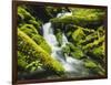 Waterfall over Moss Covered Rock, Olympic National Park, Washington, USA-Stuart Westmoreland-Framed Photographic Print