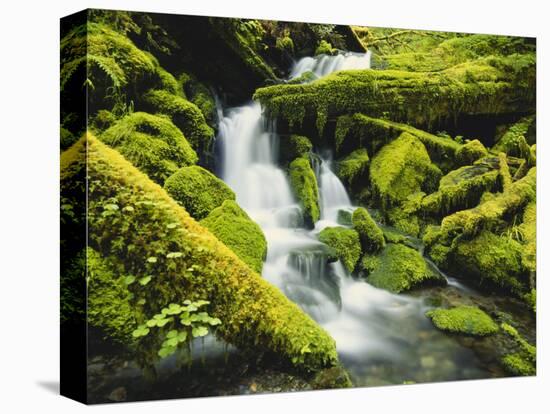 Waterfall over Moss Covered Rock, Olympic National Park, Washington, USA-Stuart Westmoreland-Stretched Canvas