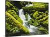 Waterfall over Moss Covered Rock, Olympic National Park, Washington, USA-Stuart Westmoreland-Stretched Canvas