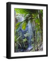 Waterfall, Vallee De Mai National Park, Praslin, Seychelles, Indian Ocean-J P De Manne-Framed Photographic Print