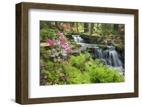 Waterfall with Ferns and Azaleas at Azalea Path Arboretum and Botanical Gardens, Hazleton, Indiana-Richard and Susan Day-Framed Photographic Print