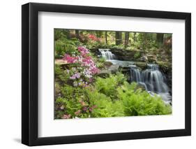 Waterfall with Ferns and Azaleas at Azalea Path Arboretum and Botanical Gardens, Hazleton, Indiana-Richard and Susan Day-Framed Photographic Print