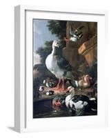 Waterfowl in a Classical Landscape, 17th Century-Melchior de Hondecoeter-Framed Giclee Print