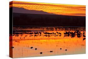 Waterfowl on Roost, Bosque Del Apache National Wildlife Refuge, New Mexico, USA-Larry Ditto-Stretched Canvas