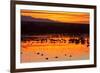 Waterfowl on Roost, Bosque Del Apache National Wildlife Refuge, New Mexico, USA-Larry Ditto-Framed Photographic Print