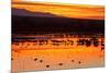 Waterfowl on Roost, Bosque Del Apache National Wildlife Refuge, New Mexico, USA-Larry Ditto-Mounted Photographic Print