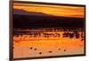 Waterfowl on Roost, Bosque Del Apache National Wildlife Refuge, New Mexico, USA-Larry Ditto-Framed Photographic Print